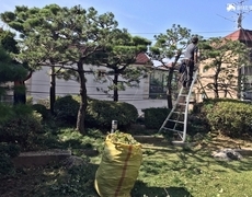 주택 정원관리 소나무전지 작업