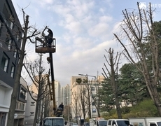도로 가로수 전지작업 현장