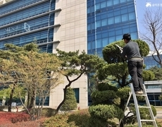 향나무전지 수목전정 조경관리 현장