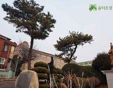 학교수목전지 작업, 소나무전지, 향나무전지 