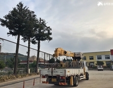학교 구상나무 벌목작업 현장