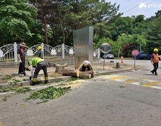 관공서  가로수 나무벌목 작업 현장