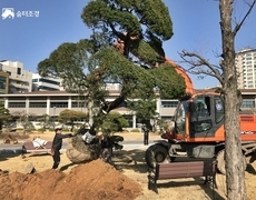 관공서 조경식재공사 향나무식재 현장