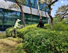 관공서 정원관리 철쭉전정 작업