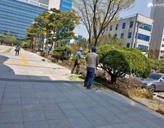 관공서 조경관리 향나무전지 수목전정 작업