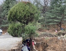 향나무이식 조경식재공사