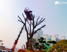 서울 수목전지작업 느티나무전지