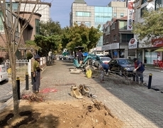 가로수 왕벚나무 조경식재공사