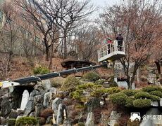 성당 낙엽수 수목전지작업 