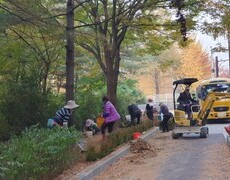 보행로 회양목 및 야생화 초화류 식재공사