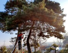 소나무전지 수목전지작업 