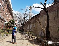 서울 학교 위험목제거 수목전지작업