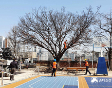 학교 운동장 수목전지작업 