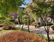 학교 소나무전지 수형교정