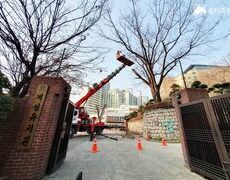 대형느티나무 수목전지작업 현장 