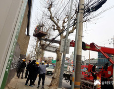 가로수제거 나무벌목 수목제거공사 현장
