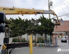 향나무 수목전지 작업