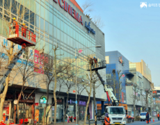 가로수 수목전정 공사