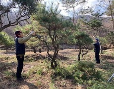 소나무전지 수목전지작업