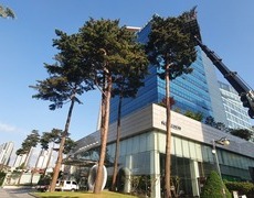 소나무장송 수목전정 및 와이어지주 설치