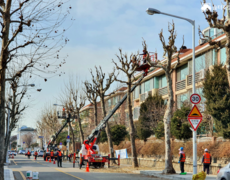 가로수 수목전정 수목관리 공사