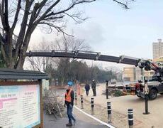 관공서  측백나무 낙엽수 수목전지작업