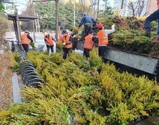 보행로 녹지대 회양목식재 보식공사