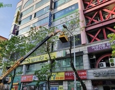위험목제거 가로수제거 나무철거 벌목작업 