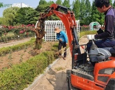 공원 녹지 호수공원 회양목보식 및 교체 작업