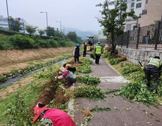 하천 개나리식재 관목식재 작업 현장