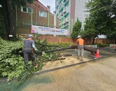 나무제거 풍수해 학교수목제거 현장 