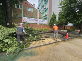 나무제거 풍수해 학교수목제거 현장 