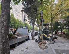 관공서  느티나무 벚나무 교목 등 수목보식 공사