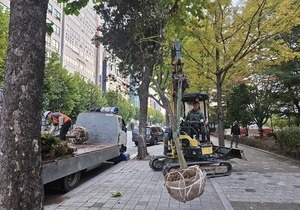 관공서  느티나무 벚나무 교목 등 수목보식 공사
