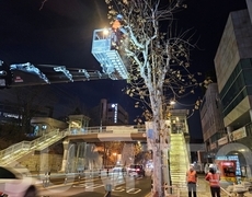 서울 도로 평창동 도로 가로수제거 및 철거작업 현장