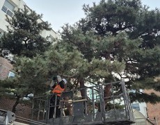 관공서 학교 소나무전지 작업 현장