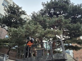관공서 학교 소나무전지 작업 현장