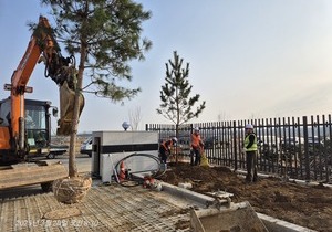 관공서 신축조경공사 교목 조경식재공사 현장