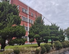 향나무전정 수목전정 작업