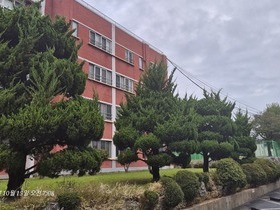 향나무전정 수목전정 작업