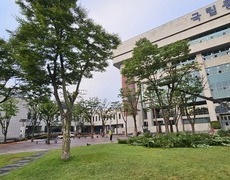 관공서 느티나무 교목  수목전정 낙엽수 전지작업 현장