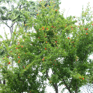 석류나무