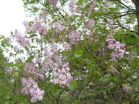 수수꽃다리(라일락)