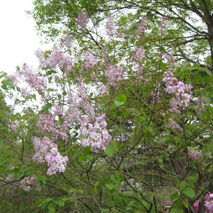 수수꽃다리(라일락)