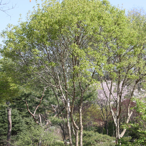 복자기