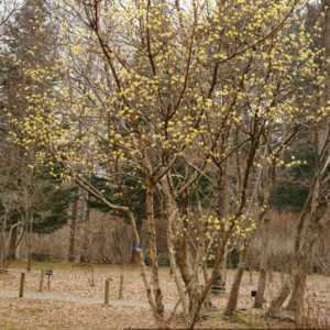 산수유