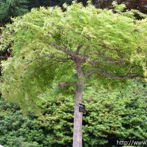 공작단풍(수양단풍)