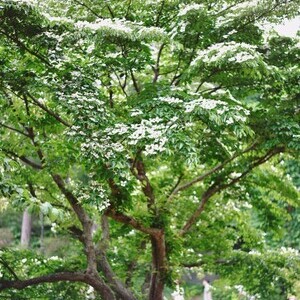 산딸나무